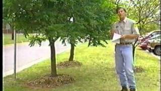 Proper Tree Pruning Methods Part 1