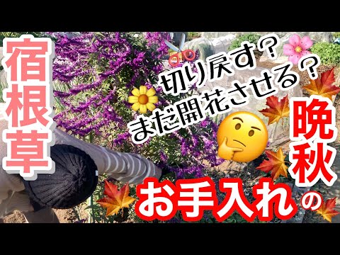 アジサイの越冬方法は？ 11月にやるべきすべての正しいこと  庭園