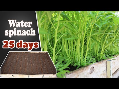 , title : 'How to grow water spinach form seed to harvest | Reuse old soil to grow water spinach'
