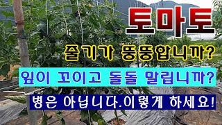 [텃밭농부 1,549]  토마토 줄기는 뚱뚱하고, 잎은 비틀리고 오그라 집니까? 병은 아닙니다 이렇게 해 주…