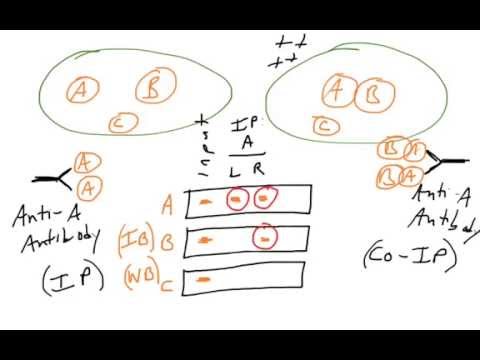 Protein-protein interactions