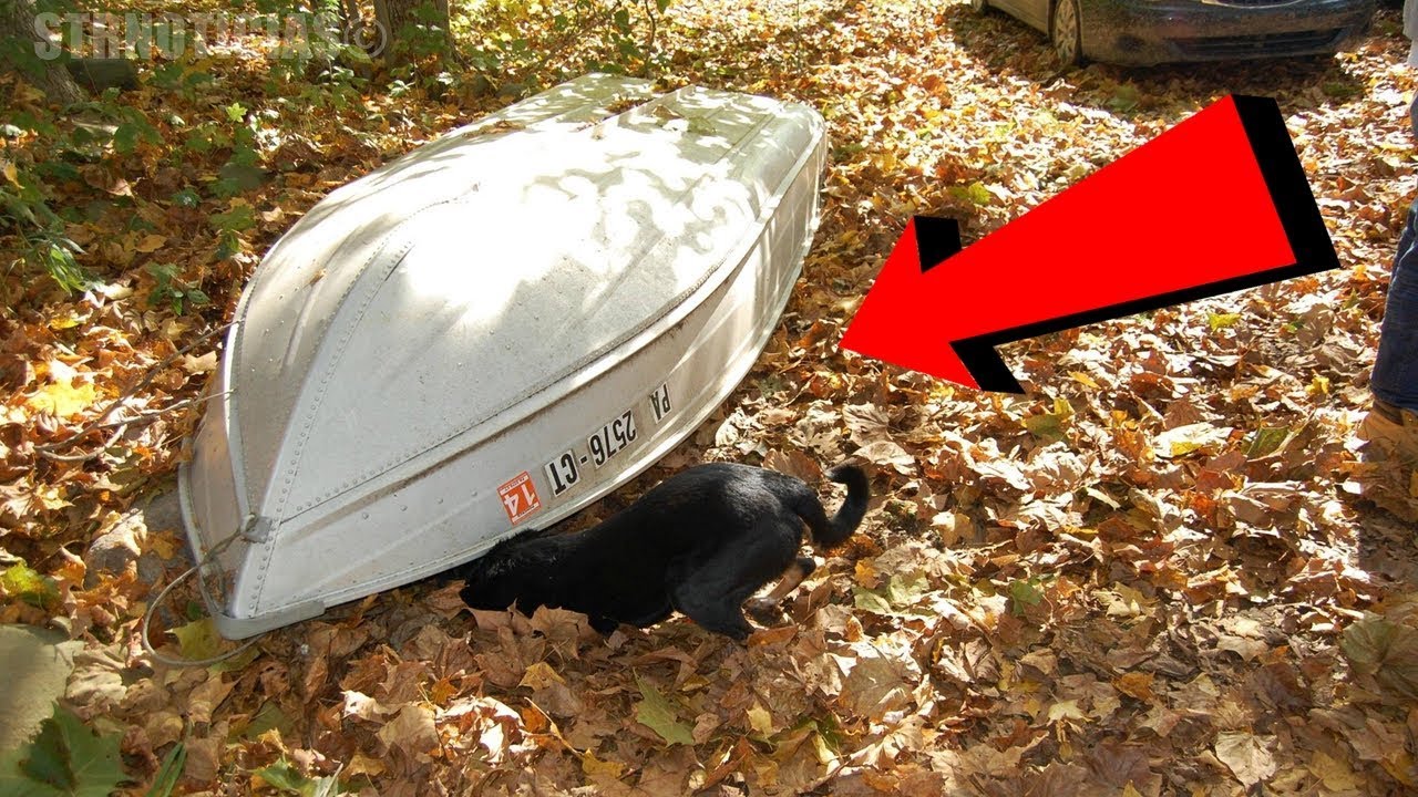 Escuchó raros gemidos debajo de este bote, al levantarla se llevó una gran sorpresa