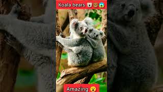 Download lagu koala bears #shorts #viral #trending #youtubeshorts mp3