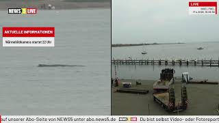 LIVE: Buckelwal "Hope" vor der Insel Poel - Tag 26