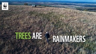 Trees Are Rainmakers | WWF-Australia