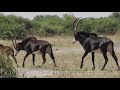 Sable Antelopes Footage 4K Slow Motion