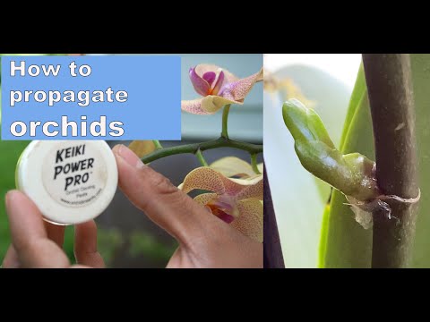 , title : 'How to propagate orchids using keiki paste'