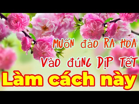 Kỹ thuật tuốt lá đào và chăm sóc để cây ra hoa vào đúng dịp Tết Nguyên Đán.