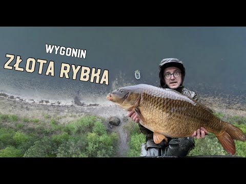 Wygonin - Złota Rybka