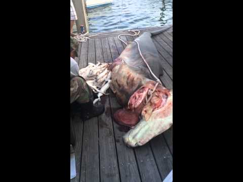 Hammerhead Shark with 34 baby's