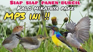 Download lagu Suara Pikat Burcil Kombinasi Prenjak Starter ,kutilang Ribut ,dan Kolibri Manggar Ribut mp3 Download lagu Suara Pikat Burcil Kombinasi Prenjak Starter ,kutilang Ribut ,dan Kolibri Manggar Ribut mp3