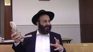 איך נשפר את תקיעת השופר שלנו? (הרב אלחנן משה נחמנסון) - התמונה מוצגת ישירות מתוך אתר האינטרנט יוטיוב. זכויות היוצרים בתמונה שייכות ליוצרה. קישור קרדיט למקור התוכן נמצא בתוך דף הסרטון