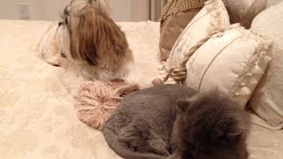 preview picture of video 'Blue Persian cat Lexi, Shih Tzu dog Lacey gets the crazies'