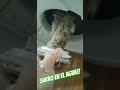 Sarro En Una Resistencia Termotanque Eléctrico