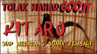 Download lagu Inilah murai kitaro yang tolak mahar 600jt saat ini siap melalang buana kembali mp3