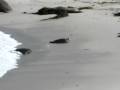 Seal At Pebble Beach