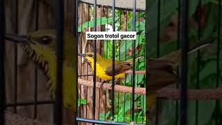 Download lagu Sogon trotol gacor #shorts mp3