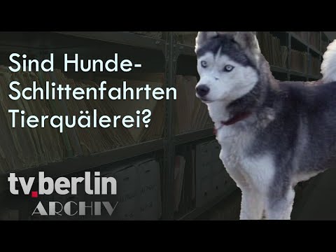 Sind Hundeschlittenfahrten Tierquälerei? - tv.berlin Archiv