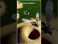 Ants Die After Mating But Why By Kishor Singh Shorts