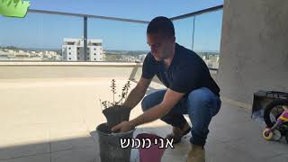 טיפים לגידול נענע באדנית - איך מגדלים עציץ של נענע במרפסת עם עלים טריים כל השנה