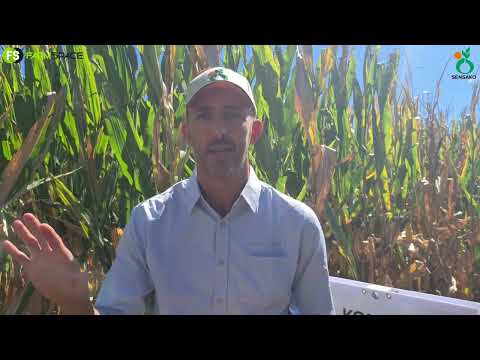 Syngenta bring hulle internasionale Saad Tegnologie na Suid-Afrika. Hoe lyk die toekoms?