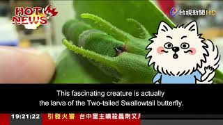 Is this a real-life Pokemon? #pokemon #englishlearning