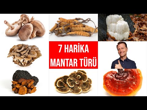 Bilmeniz gereken 7 mantar türü, inanılmaz terapötik faydalara sahiptir! | Dr.Berg Türkçe