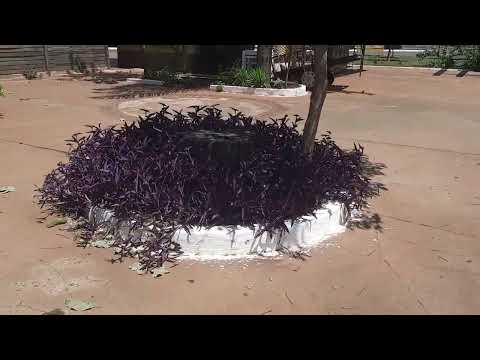 Mostrando uma praça linda aqui em Deodapolis Mato Grosso do Sul. 