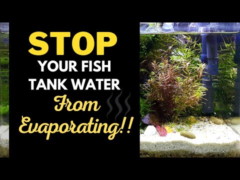 STOP Fish Tank Water Evaporation: Top 6 Reasons & Solutions Explained!