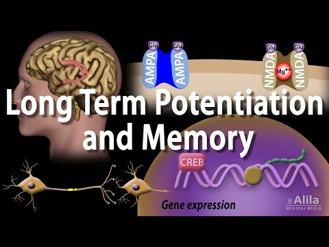 Potentialisation synaptique à long terme et formation de la mémoire.