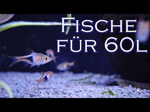 3 Fisch-Arten für dein 60l Aquarium - Fischvorstellung | Aquado-Zoo Dortmund