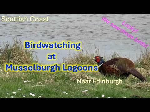 Birdwatching in Scotland: Discovering Amazing Birds at Musselburgh Lagoons(April 2025) @Anser_world​
