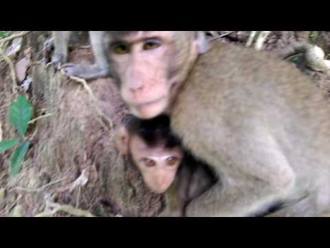 Funny monkeys will make you laugh hard - Funny and cute compilation - Must watch!