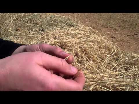 download lagu mp3 mp4 When Is Harvest Season For Wheat In Israel, download lagu When Is Harvest Season For Wheat In Israel gratis, unduh video klip When Is Harvest Season For Wheat In Israel