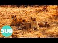 An Adult Male Lion Is Introduced To An All Female Pride Lion Country Ep10 Our World