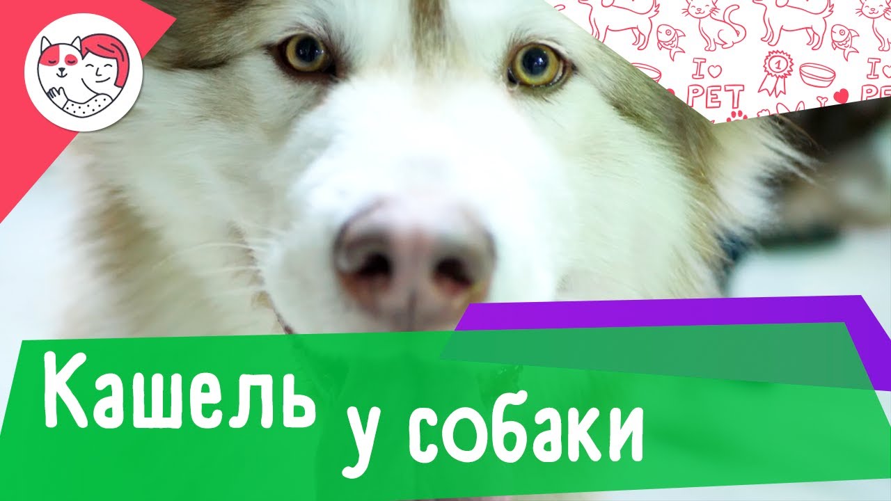 6 распространенных причин кашля у собак