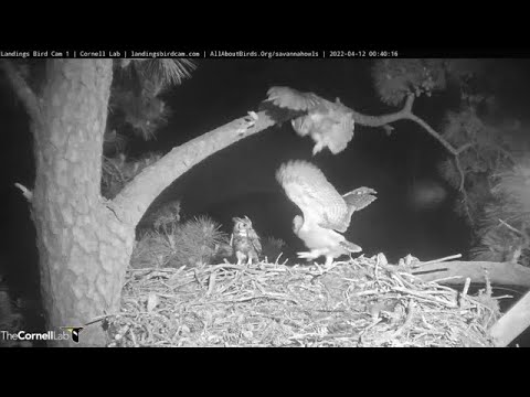 Savannah GHO Nest - Here comes Papa again