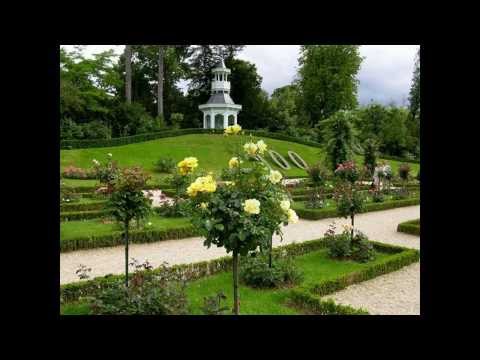 comment traiter les taches noires sur les rosiers