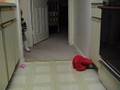 Annabelle Meets Elmo
