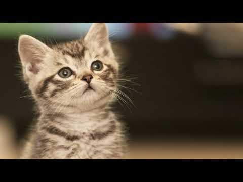 Nightcore - La Posada - Sebastián Cortés, Alba Reche