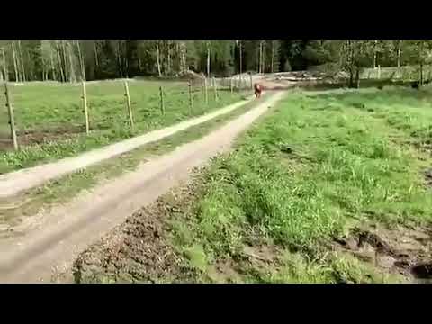 At gibi koşan kadın