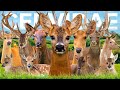 All 60 Deer Species Organised By Continent