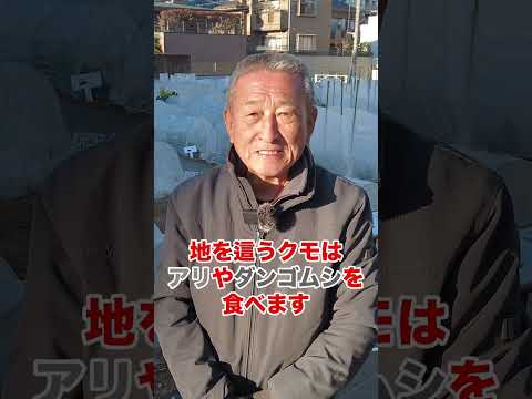 キャベツ虫に対する自然な治療法は何ですか?それらを永久に取り除き、収穫物を保存する4つの方法  庭園