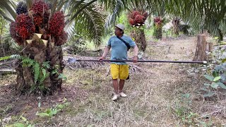 Download lagu GANDOLEO PANEN SAWIT DI KEBUN RAJA OBROK❗️ mp3