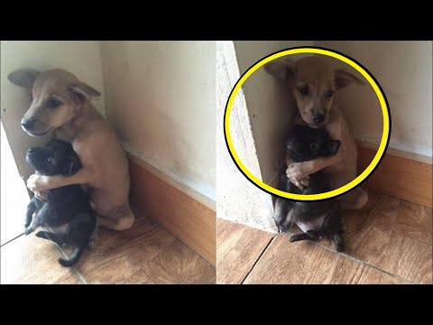 ¡Los cachorros callejeros no dejan de abrazarse antes de que los pongan a dormir! ¡HASTA LAS LÁGRIMA