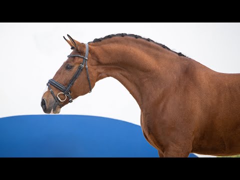 Horse for Sale |  Piro-Free Lusitano Gelding with AR Bloodlines at Medium Level (REF#982)