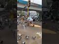 Ya Lo Bhai Junglee Kabootar Me Se Ek Kabutar Ka Kar Diya Shikar Trending Viral Short