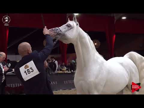 Ecaho European Show 2018 - Class 13