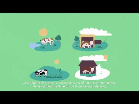 L'alimentation des vaches laitières françaises