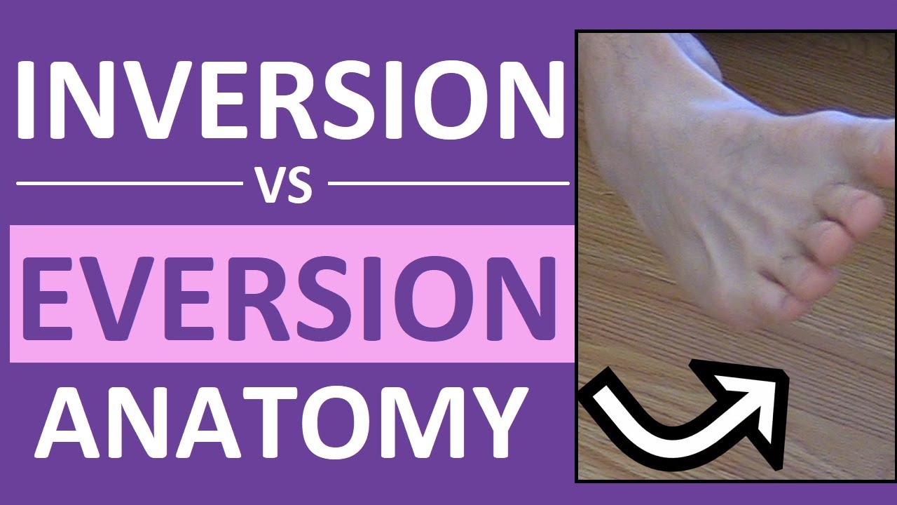 Inversion and Eversion of the Foot, Ankle | Body Movement Terms Anatomy